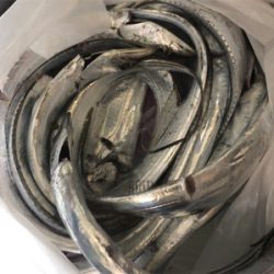 タチウオ釣れてます