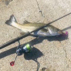 コスモスクエア釣果