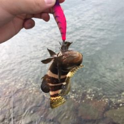 アオリイカを求めて⑩