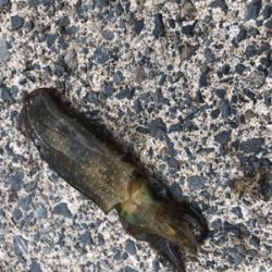 3回目の新子調査