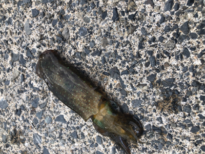 3回目の新子調査