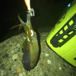 エギング時々ガシリング(^.^)