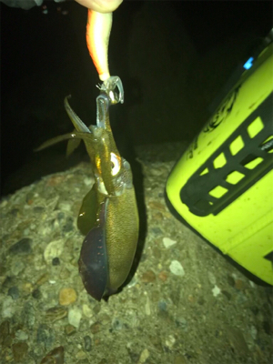 エギング時々ガシリング(^.^)