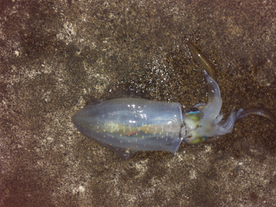 エギング最高！