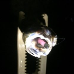 アジいい感じです