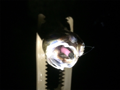 アジいい感じです