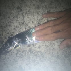 タチウオ厳しい！2020ライトゲーム第25戦