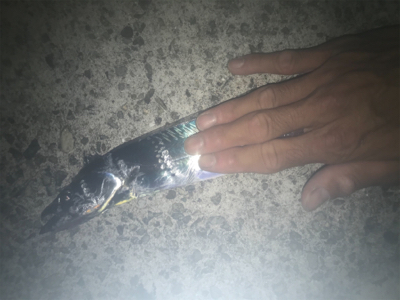 タチウオ厳しい！2020ライトゲーム第25戦