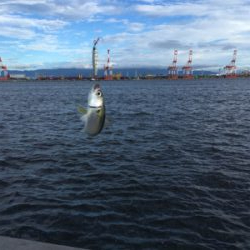 遅めの鯖祭りのみ。。。