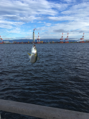 遅めの鯖祭りのみ。。。