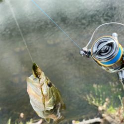 コバッチー釣り