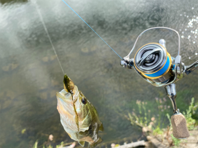 コバッチー釣り