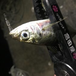 豆アジングとケンサキエギング