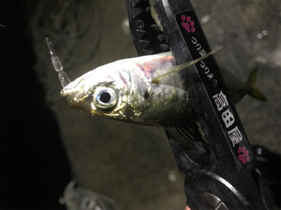 豆アジングとケンサキエギング