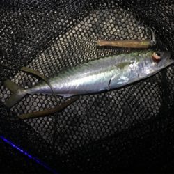 オールナイトで4目釣り