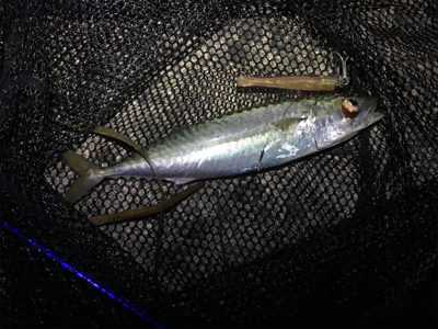 オールナイトで4目釣り