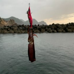 秋イカ調査2日目