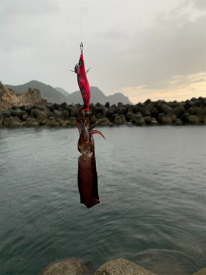 秋イカ調査2日目