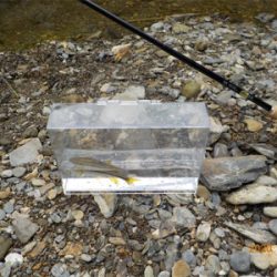 美山テンカラ釣行