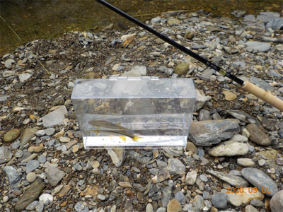 美山テンカラ釣行