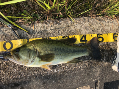 50アップゲット