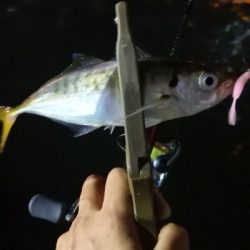 アジング練習 185