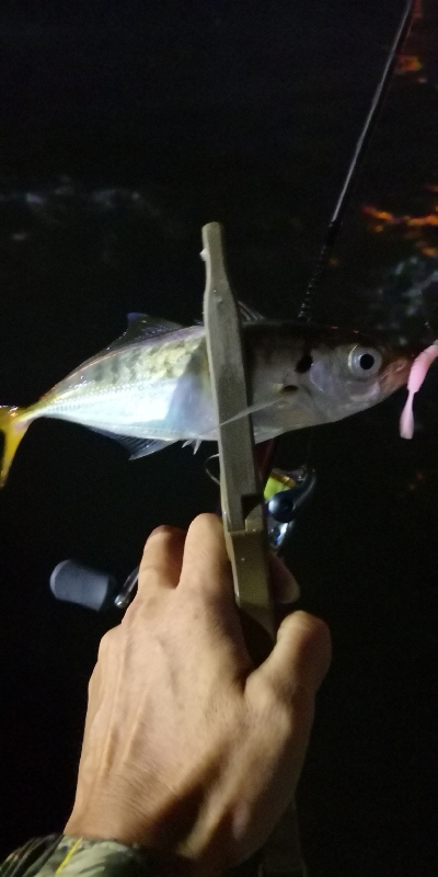 アジング練習 185