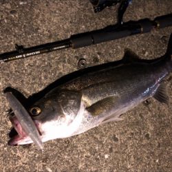 大阪湾奥パトロール