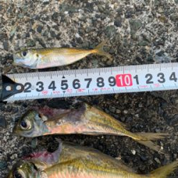 アオリイカを求めて