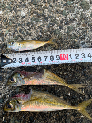 アオリイカを求めて