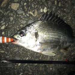 ソルトクランク