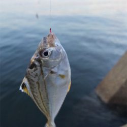 台風前、木材港でキス釣り(^。^)