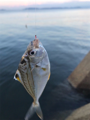 台風前、木材港でキス釣り(^。^)