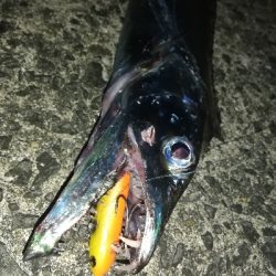 台風明け、吹き返しに気を付けながらも…