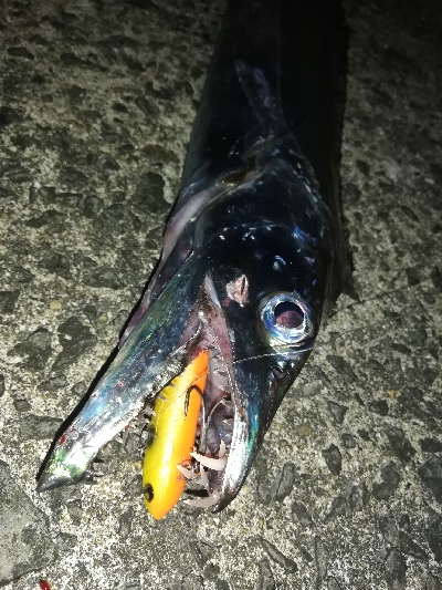 台風明け、吹き返しに気を付けながらも…