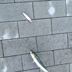 台風明け変わらず鯖。。。