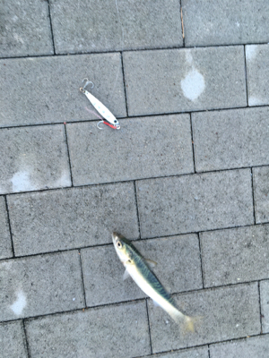 台風明け変わらず鯖。。。