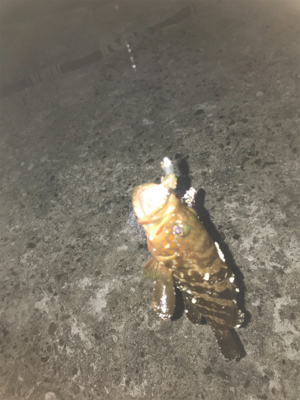 初佐渡島ライトゲーム