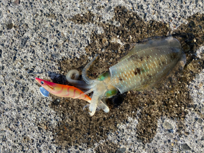 夕まずめエギング