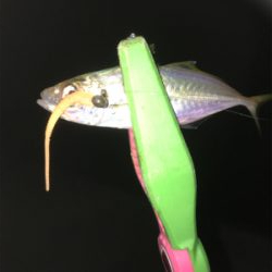 アジング エギング