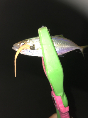 アジング エギング