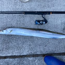 ライトショアジギング　太刀魚