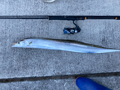 ライトショアジギング　太刀魚