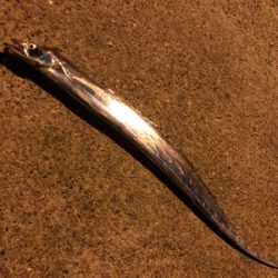 たちうおはまどいるのか?、、、いた!