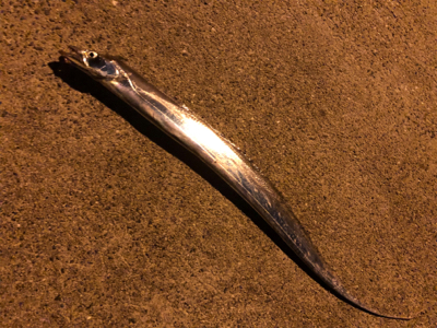 たちうおはまどいるのか?、、、いた!