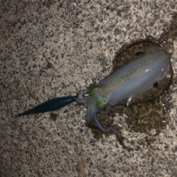 越前エリアの新子調査