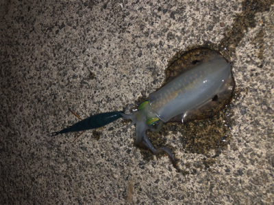 越前エリアの新子調査