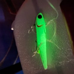 かもめ大橋、まだサバゲーでした…