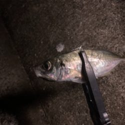 アジ爆 青物は…