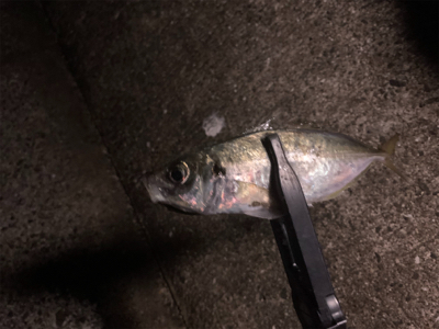 アジ爆 青物は…